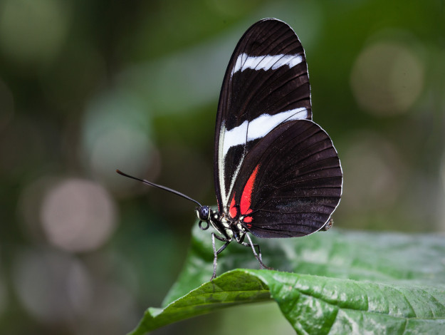 Обои картинки фото животные, бабочки,  мотыльки,  моли, бабочка