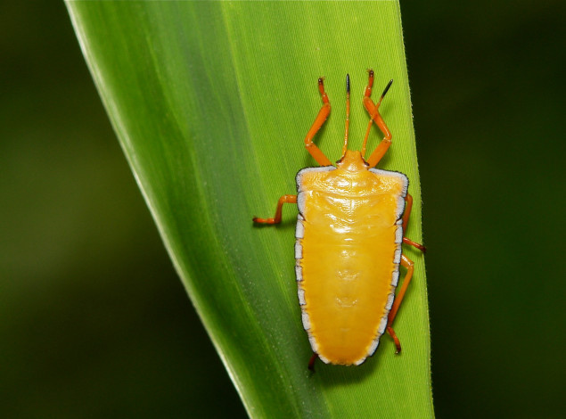 Обои картинки фото животные, насекомые, itchydogimages, макро, жук, лист