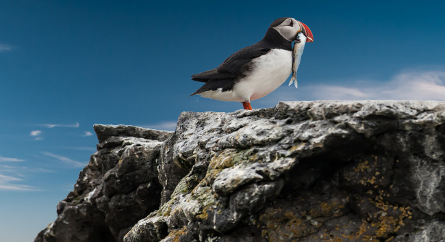 Обои картинки фото животные, птицы, тупик