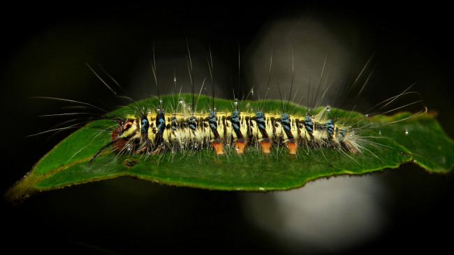 Обои картинки фото животные, гусеницы, макро, itchydogimages, лист, гусеница