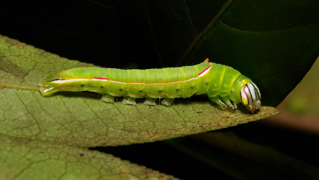 Обои картинки фото животные, гусеницы, макро, лист, гусеница, itchydogimages