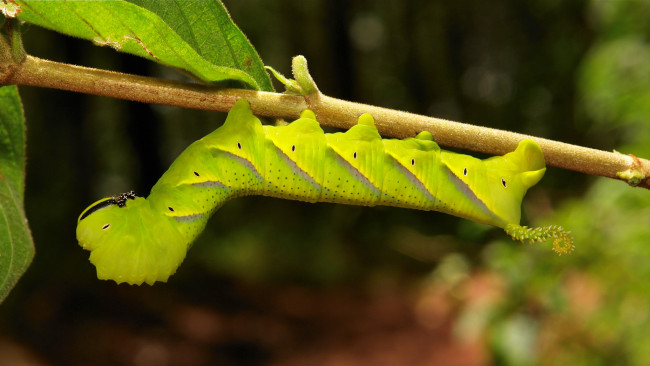 Обои картинки фото животные, гусеницы, необычная, гусеница, лист, насекомое, макро, itchydogimages