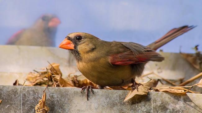 Обои картинки фото животные, птицы, птичка