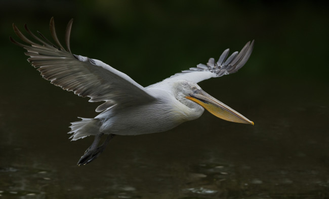 Обои картинки фото животные, пеликаны, пеликан