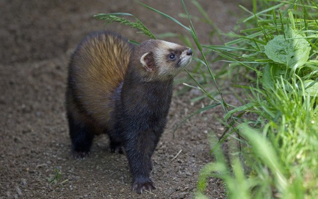 Обои картинки фото животные, хорьки,  куницы,  горностаи,  ласки,  соболи, соболь