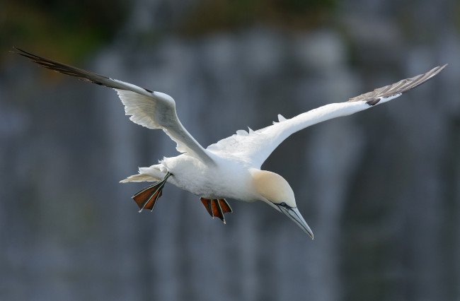 Обои картинки фото животные, Чайки,  бакланы,  крачки, олуш