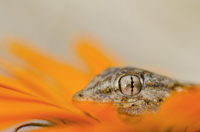 Обои картинки фото животные, Ящерицы,  игуаны,  вараны, макро, оранжевый, цветок, ящерица