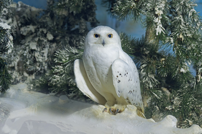 Обои картинки фото животные, совы, сова, полярная