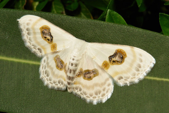 Обои картинки фото животные, бабочки,  мотыльки,  моли, бабочка, моль, макро, itchydogimages