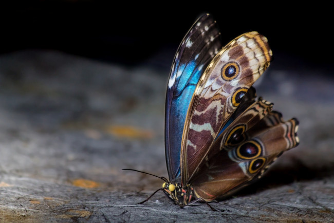 Обои картинки фото животные, бабочки,  мотыльки,  моли, бабочка