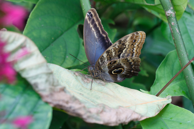 Обои картинки фото животные, бабочки,  мотыльки,  моли, бабочка