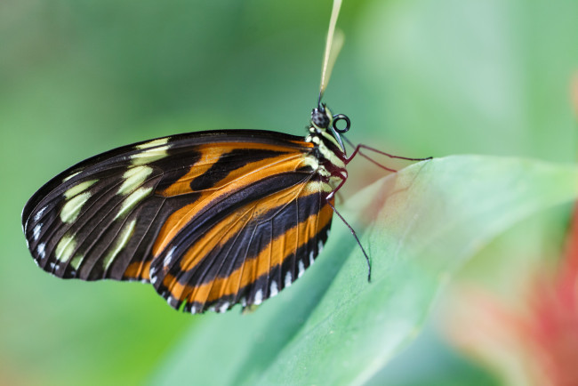 Обои картинки фото животные, бабочки,  мотыльки,  моли, бабочка