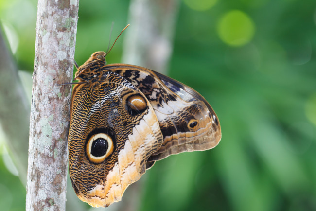 Обои картинки фото животные, бабочки,  мотыльки,  моли, бабочка