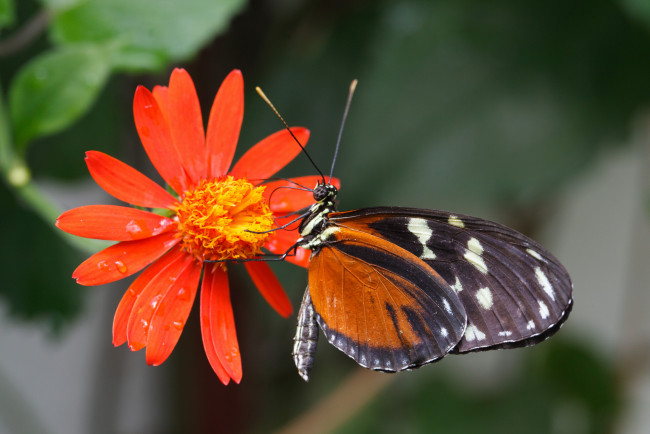 Обои картинки фото животные, бабочки,  мотыльки,  моли, бабочка