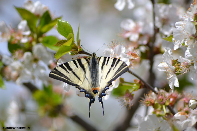 Обои картинки фото животные, бабочки,  мотыльки,  моли, природа, макро, насекомые, бабочка, красота, флора, цветы, фауна, апрель