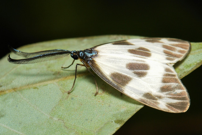 Обои картинки фото животные, бабочки,  мотыльки,  моли, узор, усики, крылья, моль, макро, itchydogimages