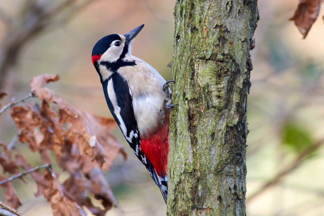 Обои картинки фото животные, дятлы, дятел