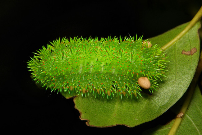 Обои картинки фото животные, гусеницы, гусеница, лист, насекомое, макро, необычная, itchydogimages