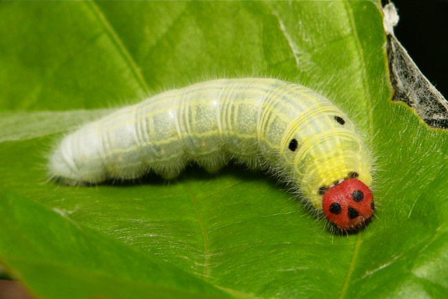 Обои картинки фото животные, гусеницы, гусеница, макро, лист, itchydogimages