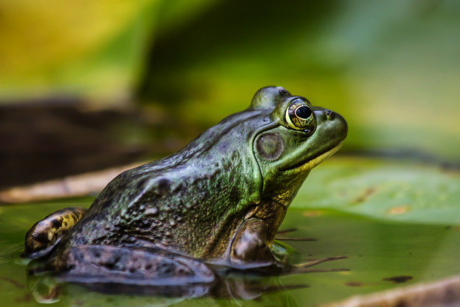 Обои картинки фото животные, лягушки, лягушка