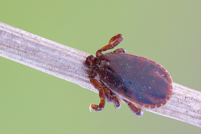 Обои картинки фото животные, насекомые, насекомое, фон, травинка, макро, cristian, arghius