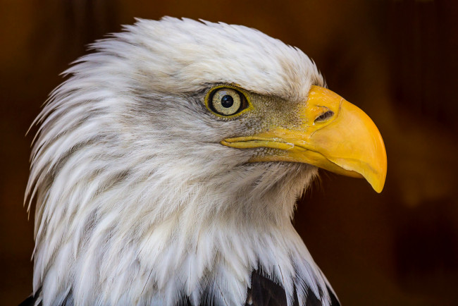 Обои картинки фото животные, птицы - хищники, орлан, белоголовый