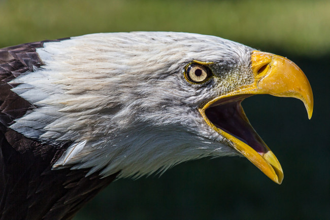 Обои картинки фото животные, птицы - хищники, орлан, белоголовый