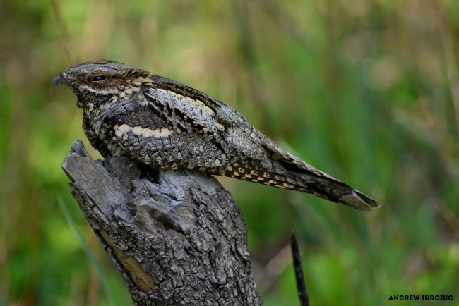 Обои картинки фото животные, птицы, птица, природа, весна, красота