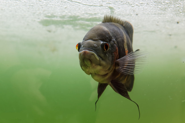 Обои картинки фото животные, рыбы, рыба