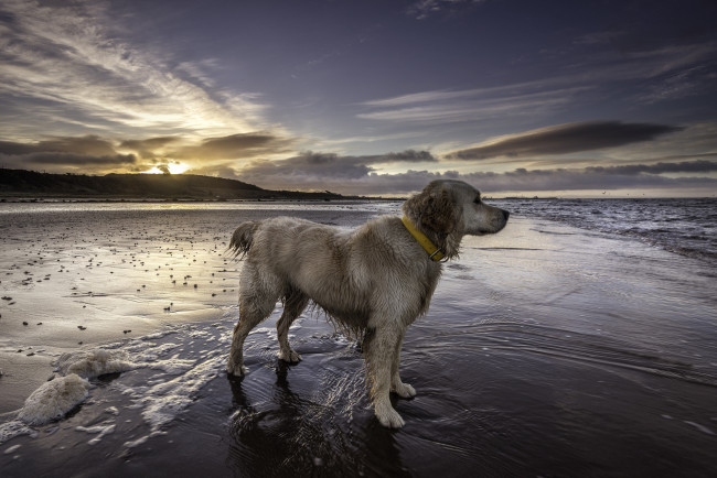 Обои картинки фото животные, собаки, пес