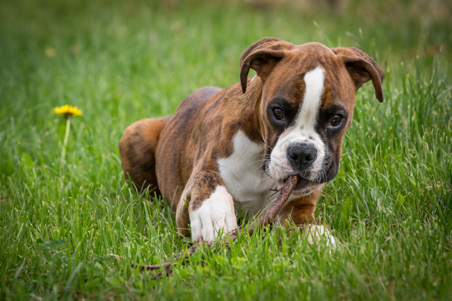 Обои картинки фото животные, собаки, пес