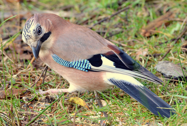Обои картинки фото животные, птицы, птичка