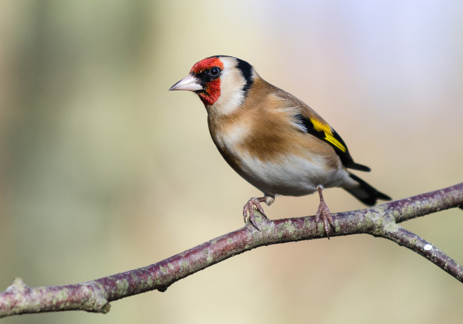 Обои картинки фото животные, щеглы,  чижи, щегол