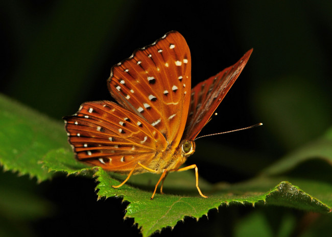 Обои картинки фото животные, бабочки,  мотыльки,  моли, itchydogimages, бабочка, моль, макро