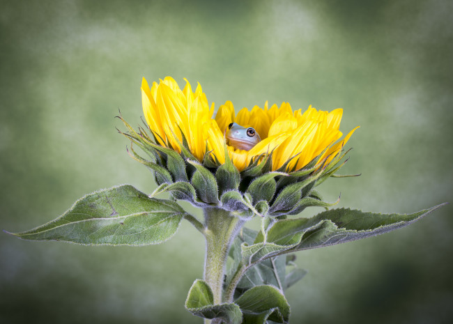 Обои картинки фото животные, лягушки, лягушка, подсолнух