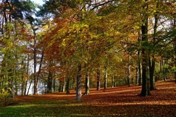 Картинка природа лес листва деревья осень