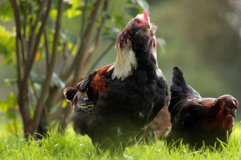 Картинка животные куры +петухи