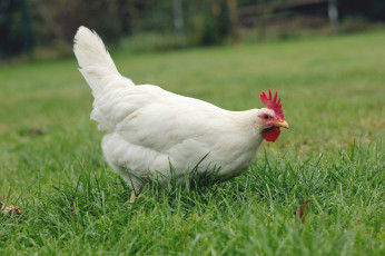 Картинка животные куры +петухи петух