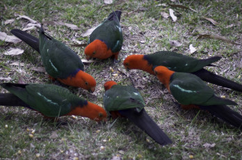 Картинка животные попугаи