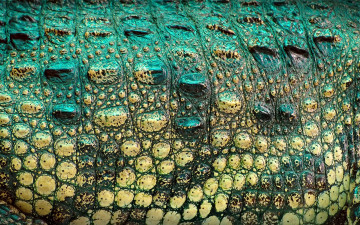 Картинка разное текстуры крокодил текстура окрас рептилия кожа