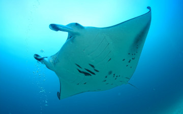 Картинка животные рыбы скат море пузыри манта
