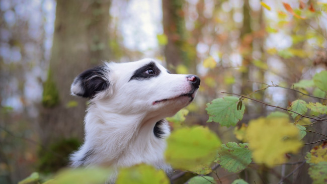 Обои картинки фото животные, собаки, друг, природа, взгляд, собака