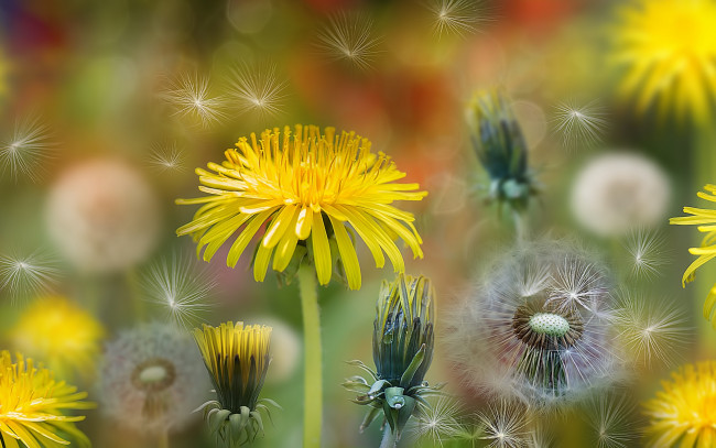 Обои картинки фото цветы, одуванчики, фотошоп, коллаж, пушинки