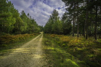 Картинка природа дороги тракт