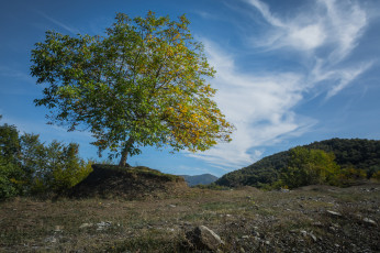 Картинка природа деревья простор