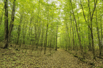 Картинка природа дороги дорога лес