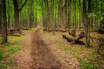 Картинка природа дороги дорога лес