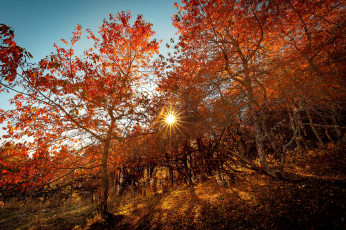 Картинка природа лес деревья