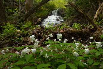 Картинка природа водопады лес водопад река