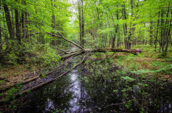 Картинка природа реки озера река лес